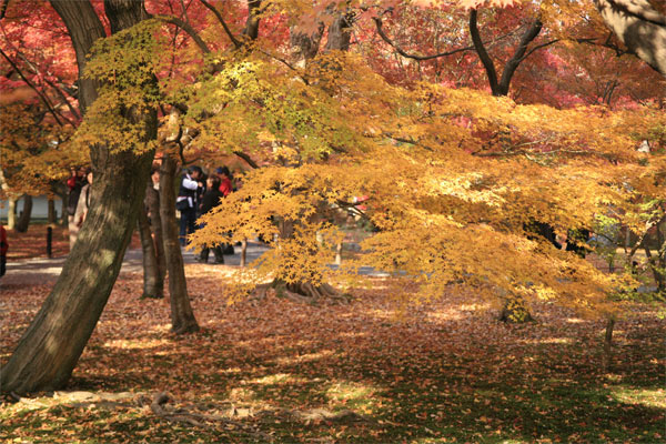 京都・東福寺の紅葉_e0070877_18452659.jpg