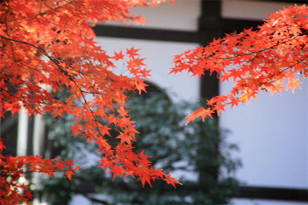 京都・東福寺の紅葉_e0070877_18482084.jpg