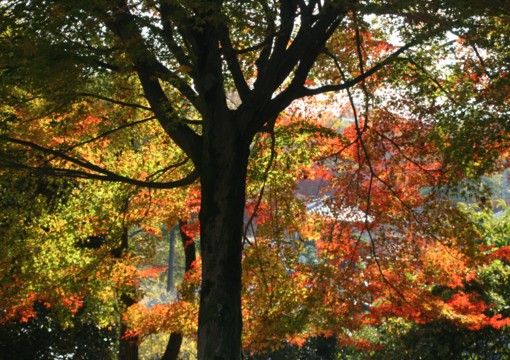 紅葉の東大寺_c0144185_1443790.jpg