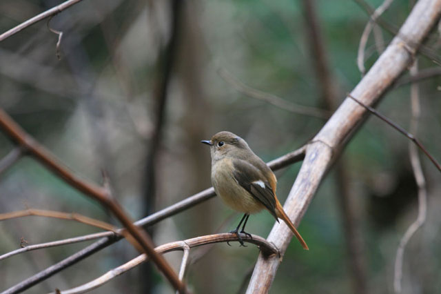 百舌鳥に始まって_c0031909_17183255.jpg