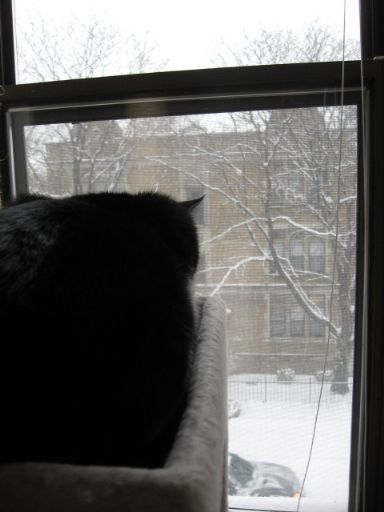 雪の当たり年?_e0101819_1365298.jpg