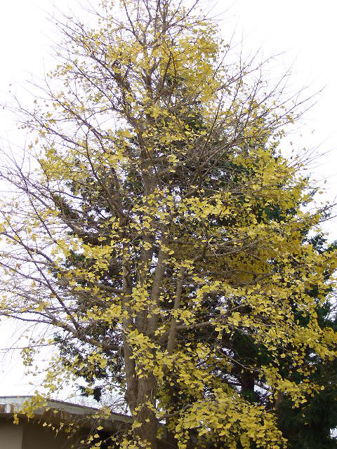 f0143119_1410535.jpg