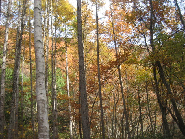 舘岩紅葉ツアー　その14　朝散歩_c0049825_1164624.jpg