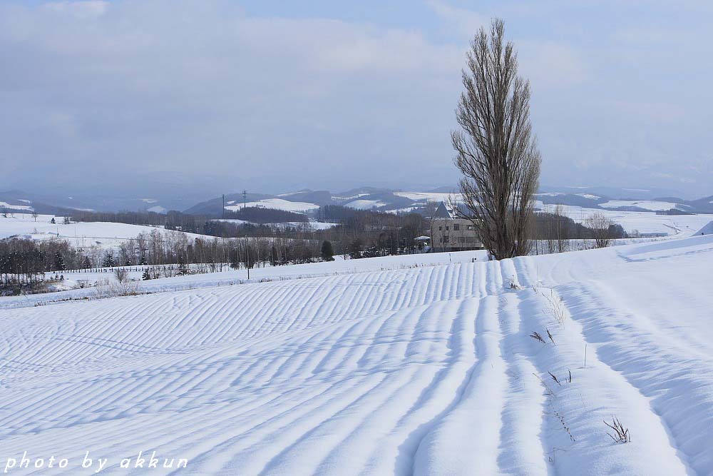 雪の美瑛より～_a0039860_20204259.jpg