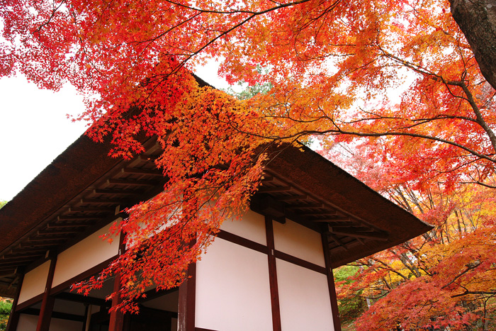 京都洛西・嵯峨野の紅葉_e0070877_1024357.jpg