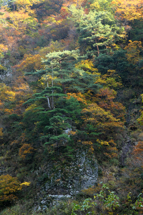 福井県・竹田川渓谷の紅葉_e0070877_858597.jpg