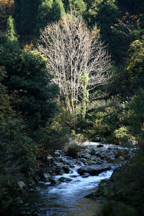 福井県・竹田川渓谷の紅葉_e0070877_8593472.jpg