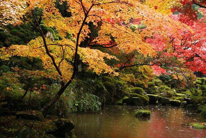 滋賀県・湖東三山の紅葉_e0070877_931720.jpg