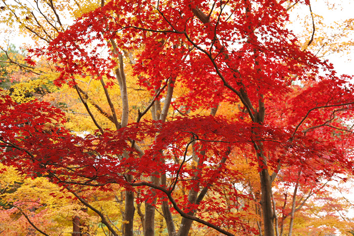 京都洛西・嵯峨野の紅葉_e0070877_9595637.jpg