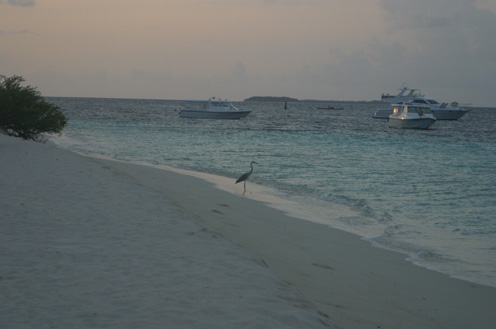 Four Seasons Resort Maldives at Landaa Giraavaru 第６日（火）--朝の散歩_c0147790_19124679.jpg