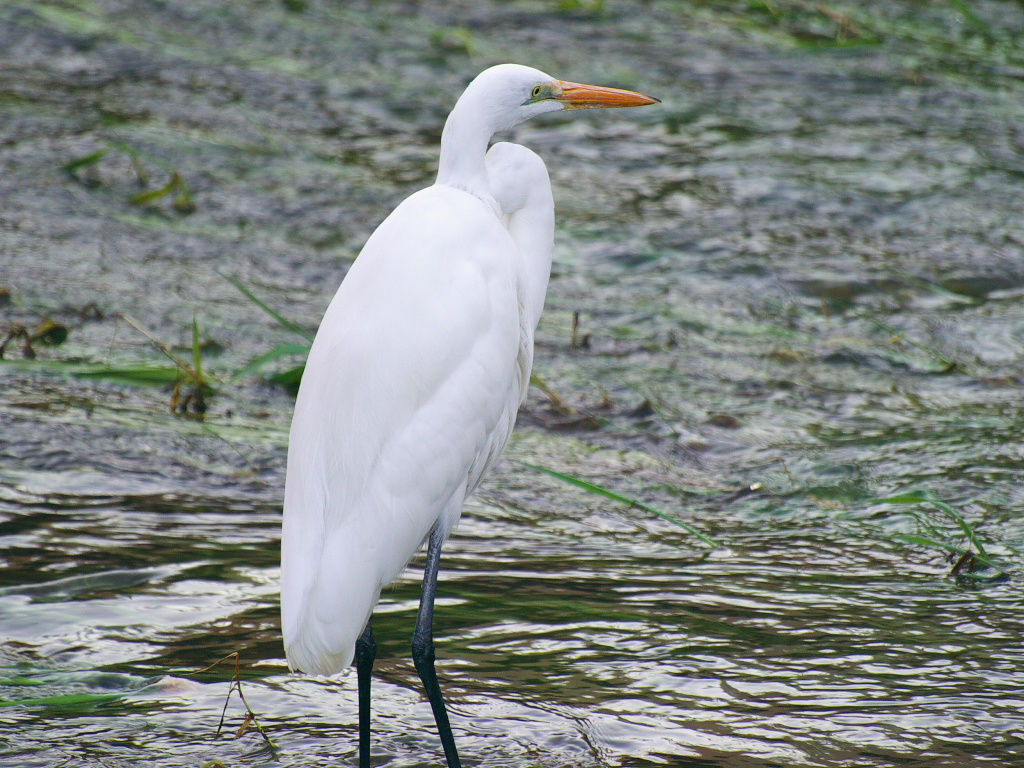 2007年12月16日　ZD70-300mm_a0060403_1527433.jpg