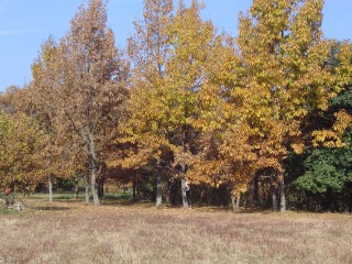 c0052304_16132636.jpg