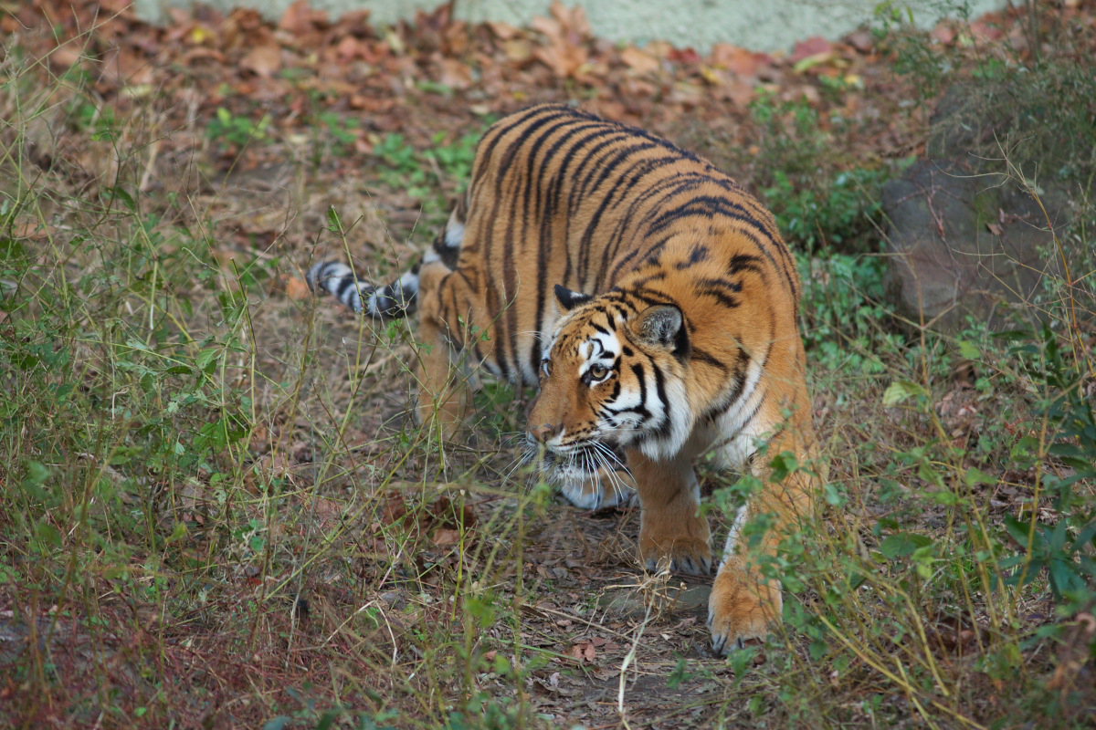 c0088025_452143.jpg