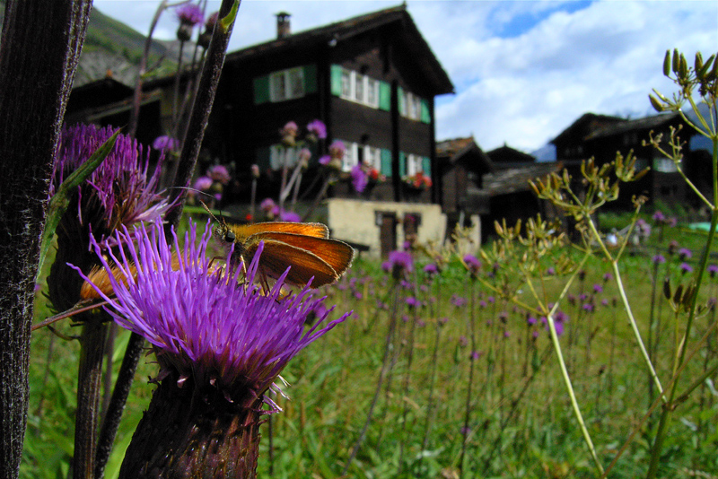 スイスの花と蝶２００７（３）　ツムゼー（Zumsee）の村①_d0054625_20585850.jpg