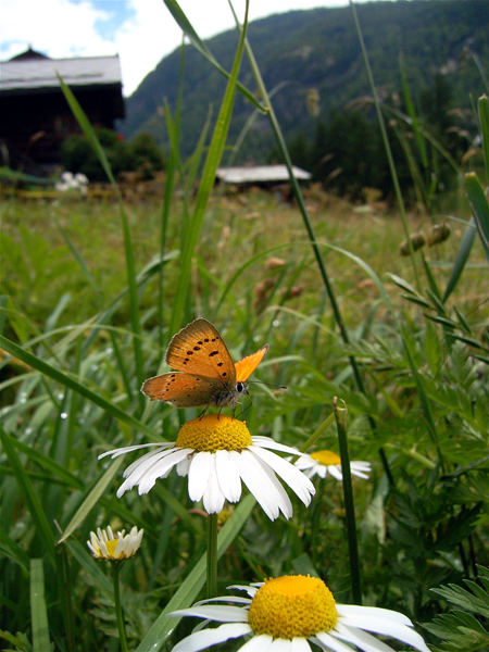 スイスの花と蝶２００７（３）　ツムゼー（Zumsee）の村①_d0054625_2102381.jpg