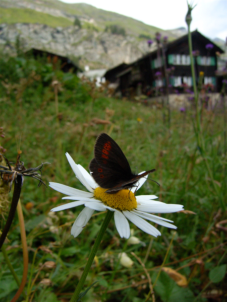 スイスの花と蝶２００７（３）　ツムゼー（Zumsee）の村①_d0054625_211433.jpg