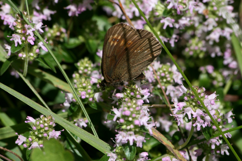 スイスの花と蝶２００７（３）　ツムゼー（Zumsee）の村①_d0054625_21425100.jpg