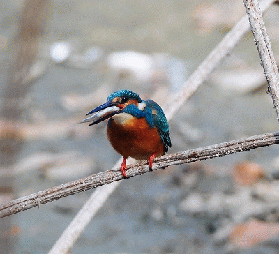 f0055257_5554118.gif