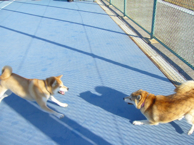 2007年12月16日(日)柴・柴・柴・柴犬の日!_f0060461_2015522.jpg