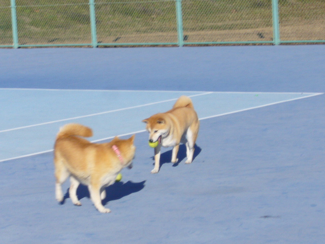 2007年12月16日(日)柴・柴・柴・柴犬の日!_f0060461_20263411.jpg