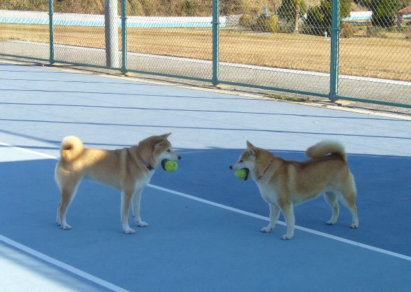 2007年12月16日(日)柴・柴・柴・柴犬の日!_f0060461_20295057.jpg