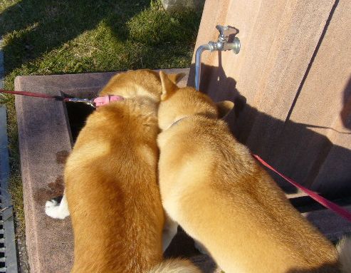 2007年12月16日(日)柴・柴・柴・柴犬の日!_f0060461_20473613.jpg