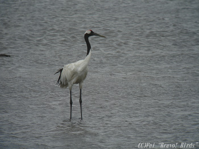 タンチョウ　　Red-crowned  Crane/ Grus  japonensis_b0069564_1823525.jpg