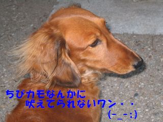 ボク猟犬です！　_a0070866_2244597.jpg