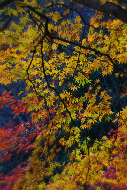 鳥居観音の紅葉_b0104774_23462660.jpg