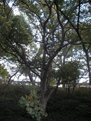 c0108693_2144750.jpg