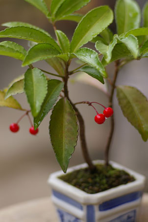 万両 実成り 盆栽日記 The Experimental Bonsai Diary