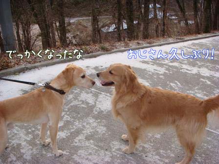 仔犬に変身の五郎_f0064906_17315782.jpg