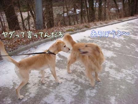 仔犬に変身の五郎_f0064906_17525399.jpg