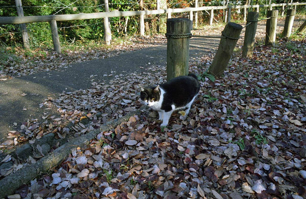 公園の猫　～気ままに～_d0085413_019317.jpg