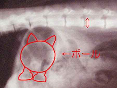 a0087120_0455654.jpg