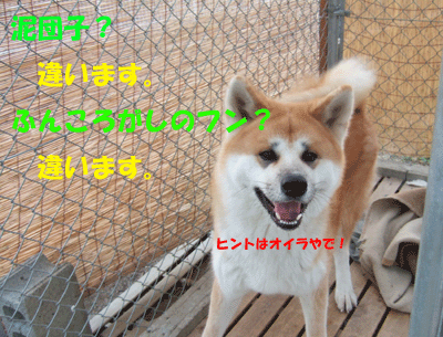 犬々４コマ　　これ、なぁ～んだ！_f0008935_131564.gif