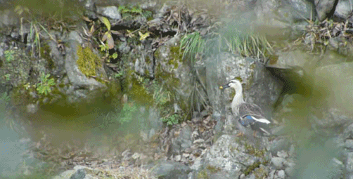 a0056140_22422416.gif