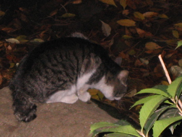 Arisugawa　Katze_d0070444_22595312.jpg