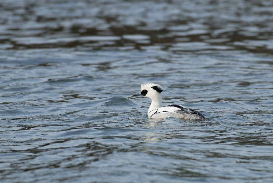 ２００７年３月、４月の鳥たち_a0039245_23403780.jpg