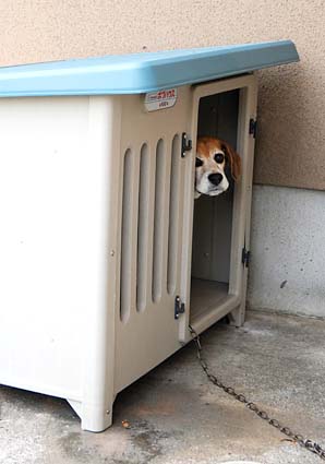 番犬ビーグル_a0070350_20333192.jpg