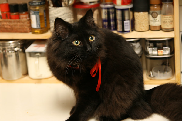 黒猫には赤いリボン Particularly Cats 黒猫には赤いリボン Particularly Cats