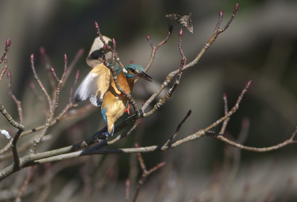 Ｋ公園のカワ君はとても努力家です。_d0125872_21313586.jpg