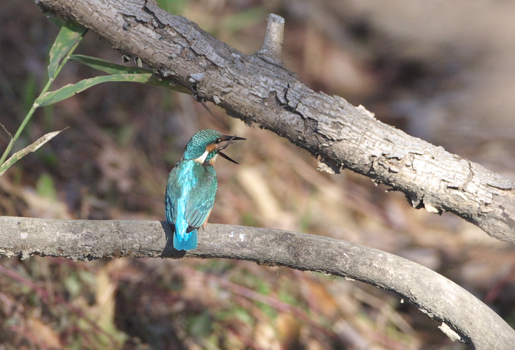 Ｋ公園のカワ君はとても努力家です。_d0125872_2139517.jpg