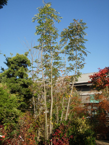 c0148401_826039.jpg