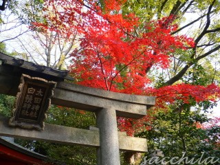 紅葉狩り　また京都？！_f0115107_23505075.jpg