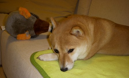 f0004309_165281.jpg