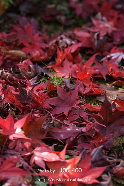 《花》　紅葉4　100mmマクロ（花と緑の振興センター）_c0080036_0342451.jpg