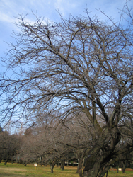 f0038336_8303269.jpg