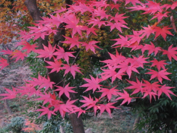 Arisugawa　Momiji_d0070444_22273754.jpg