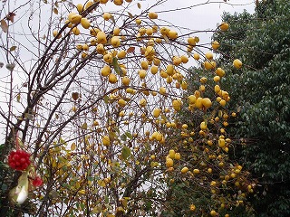 d0048350_21501216.jpg